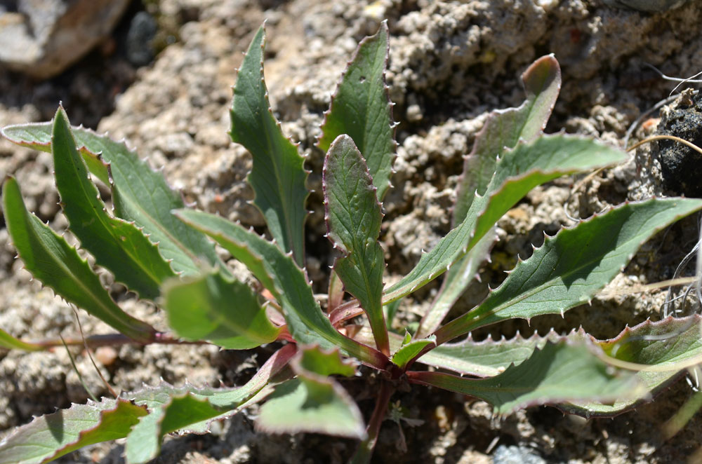 Image of Klasea procumbens specimen.