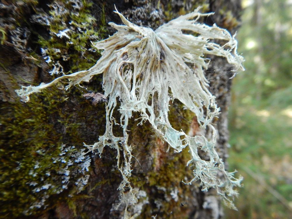 Image of Ramalina sinensis specimen.