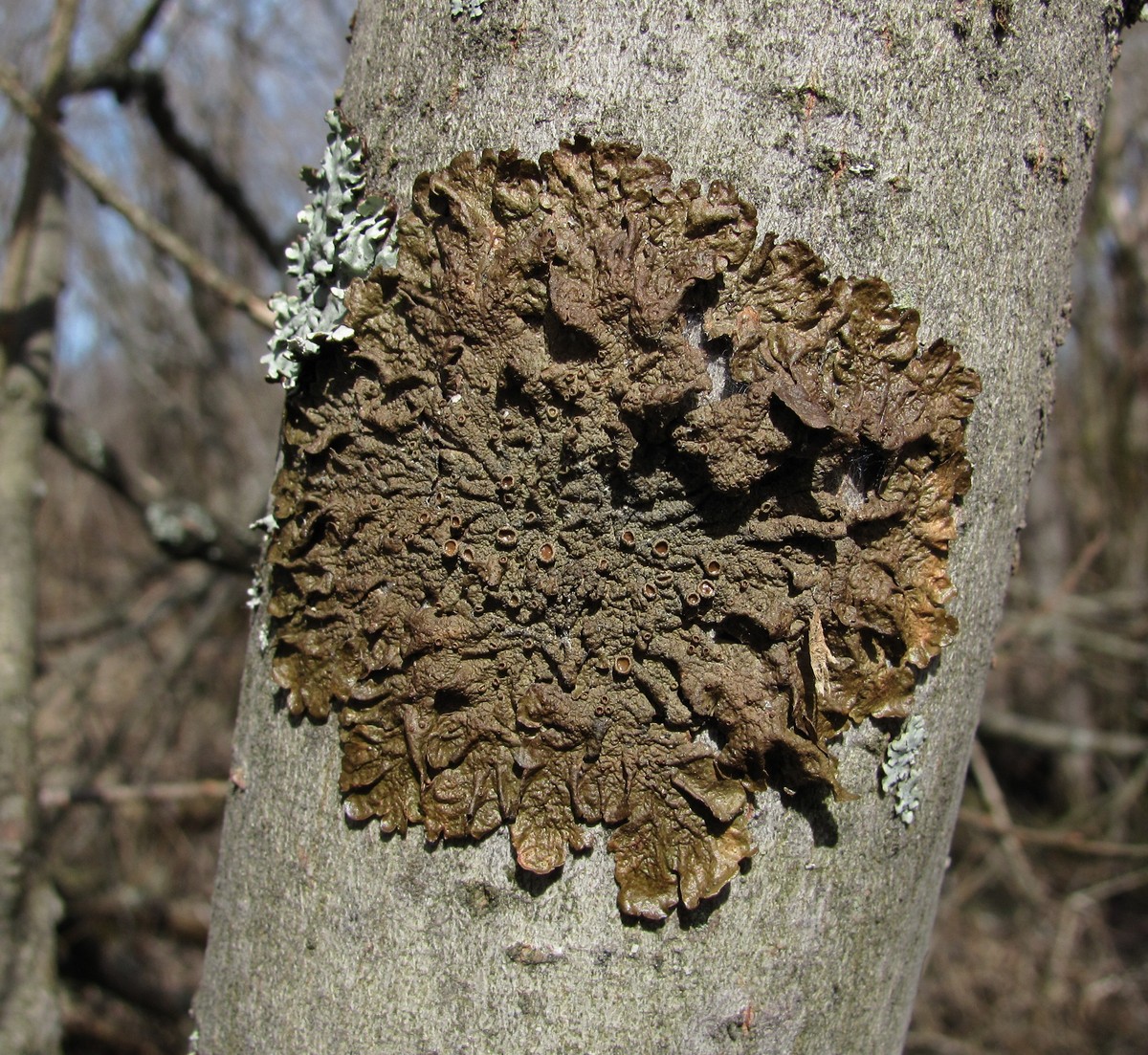 Image of Melanohalea olivacea specimen.