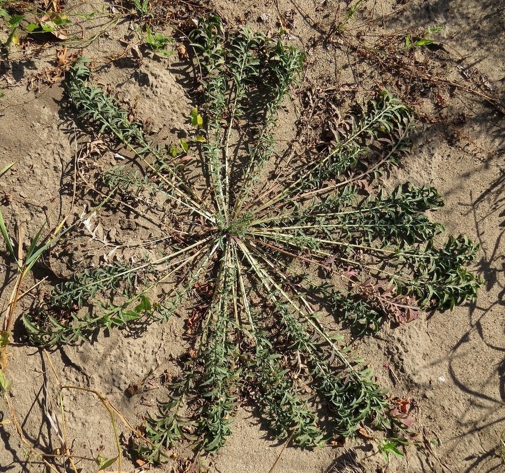 Image of Centaurea stoebe specimen.