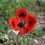 Papaver laevigatum. Цветок. Южный берег Крыма, окр. пос. Морское, на песчаном пляже. 26.04.2015.