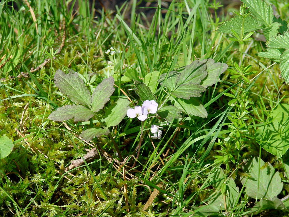 Image of Cardamine macrophylla specimen.