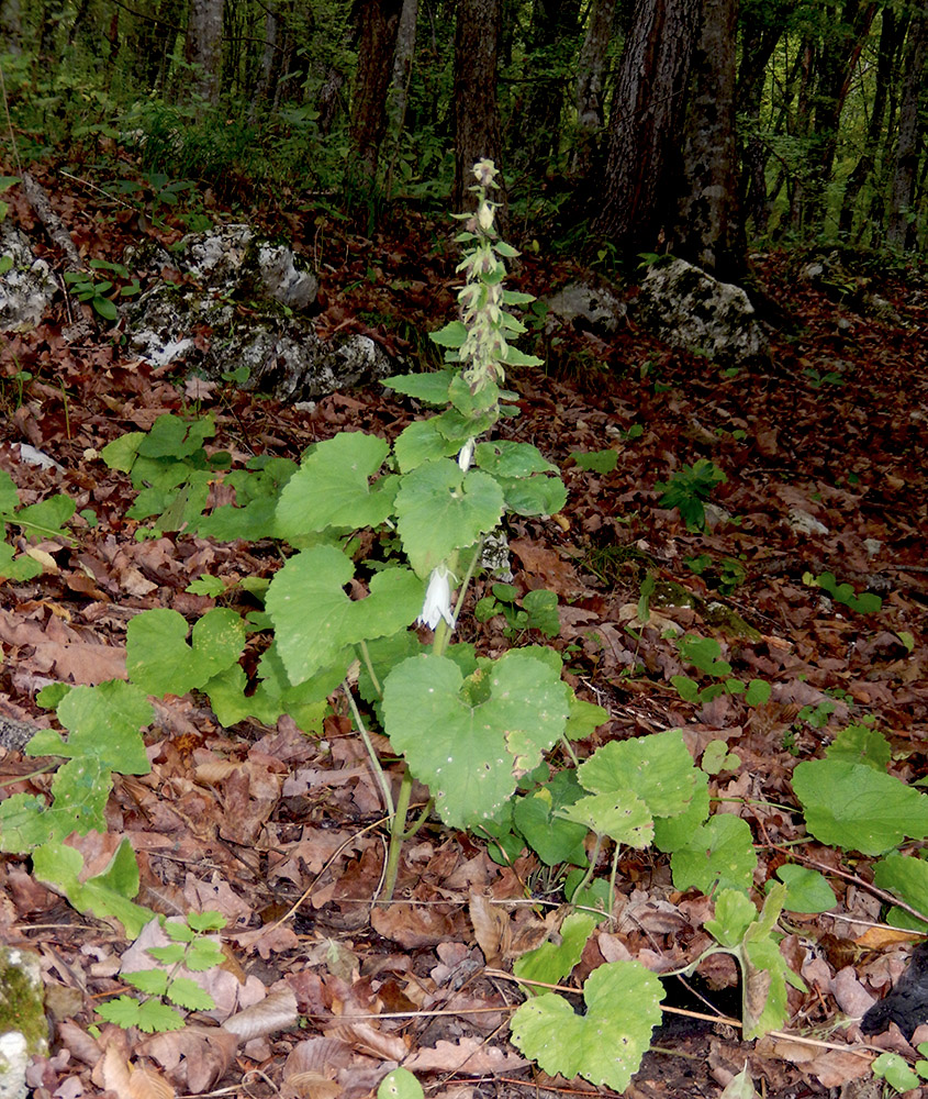 Image of Campanula alliariifolia specimen.