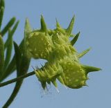 Ranunculus arvensis. Незрелый плод. Узбекистан, Ташкентская обл., Кибрайский р-н, окр. пос. Улугбек, край яблоневого сада. 23.04.2012.