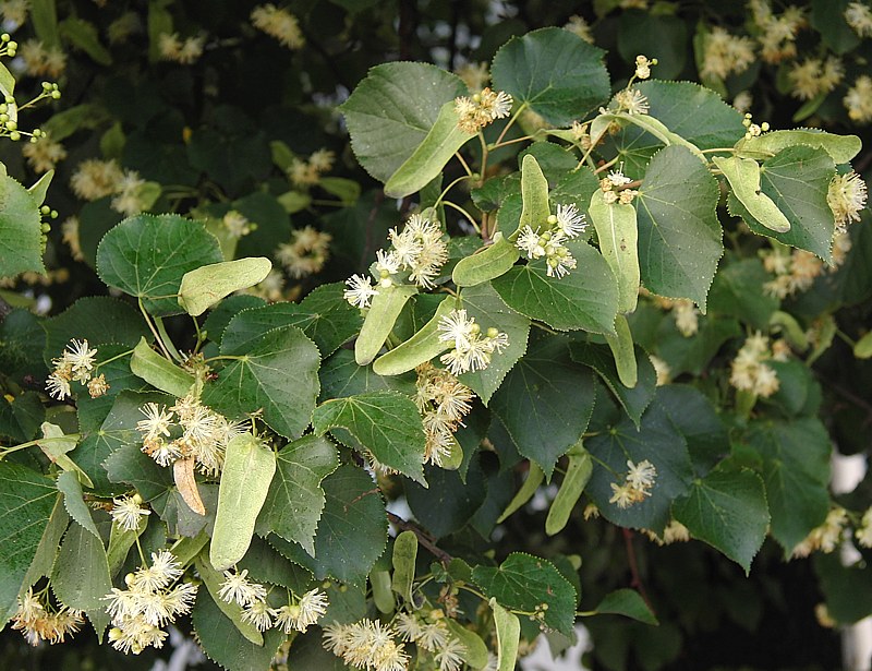 Изображение особи Tilia cordata.