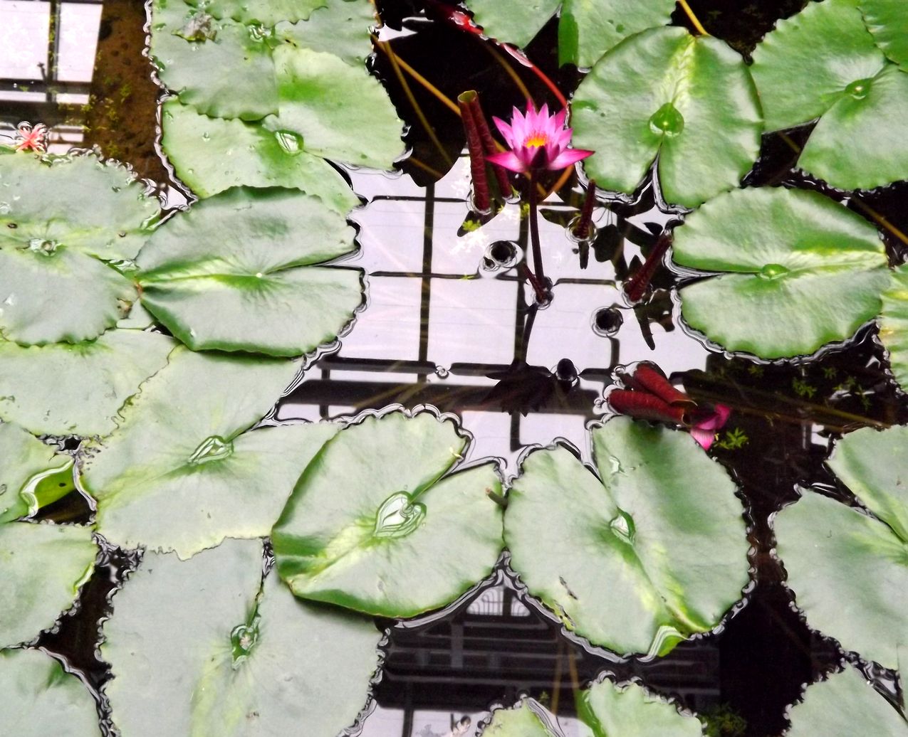 Image of Nymphaea nouchali specimen.