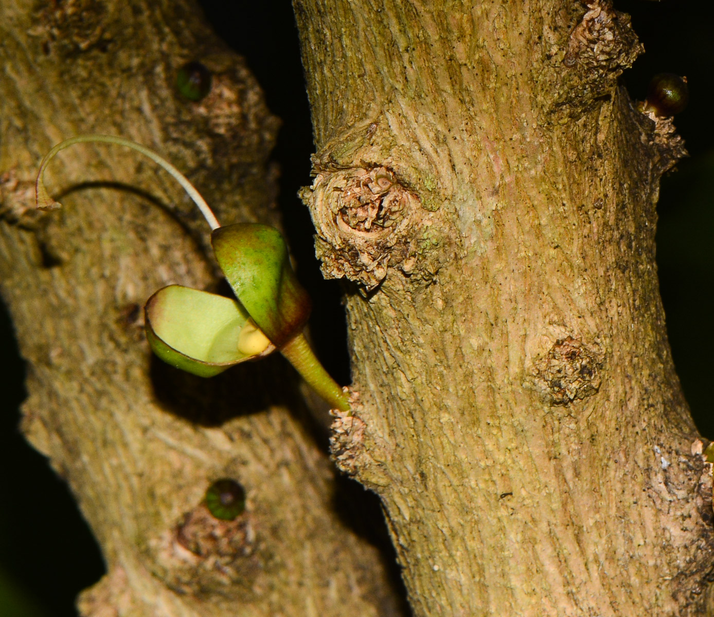 Image of Crescentia alata specimen.