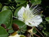 Capparis aegyptia