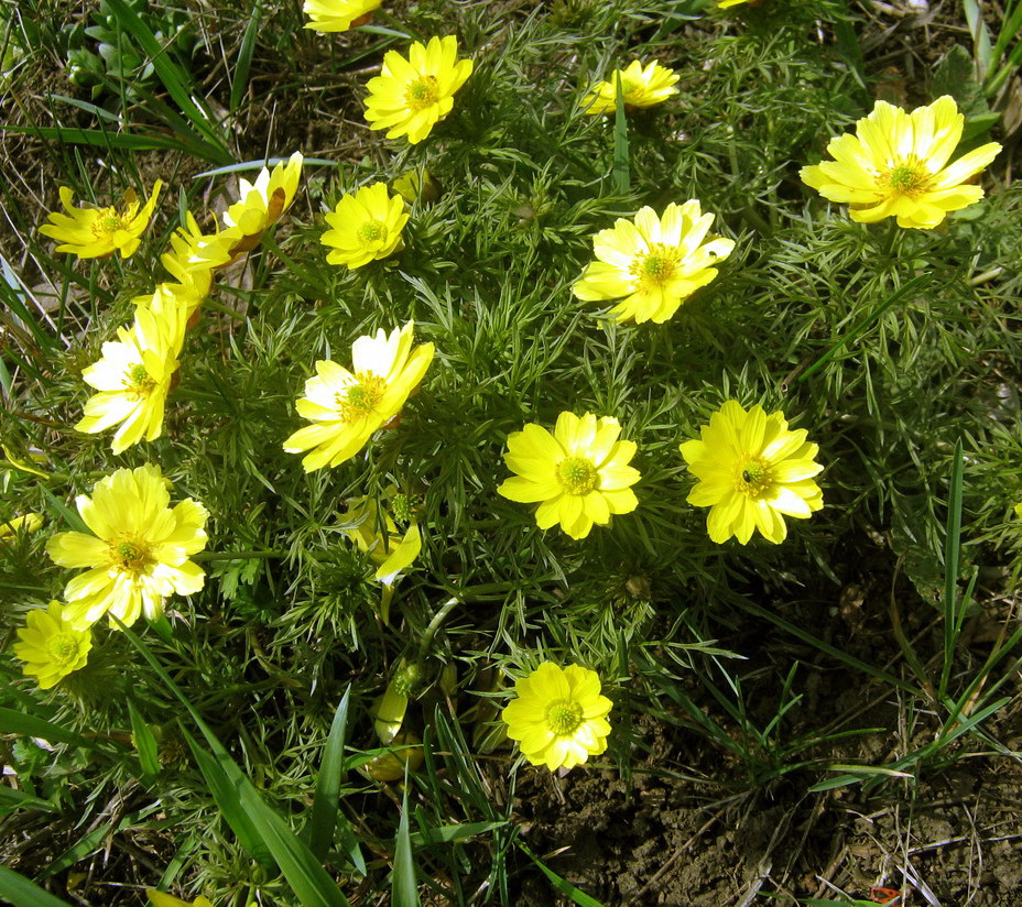 Image of Adonis volgensis specimen.