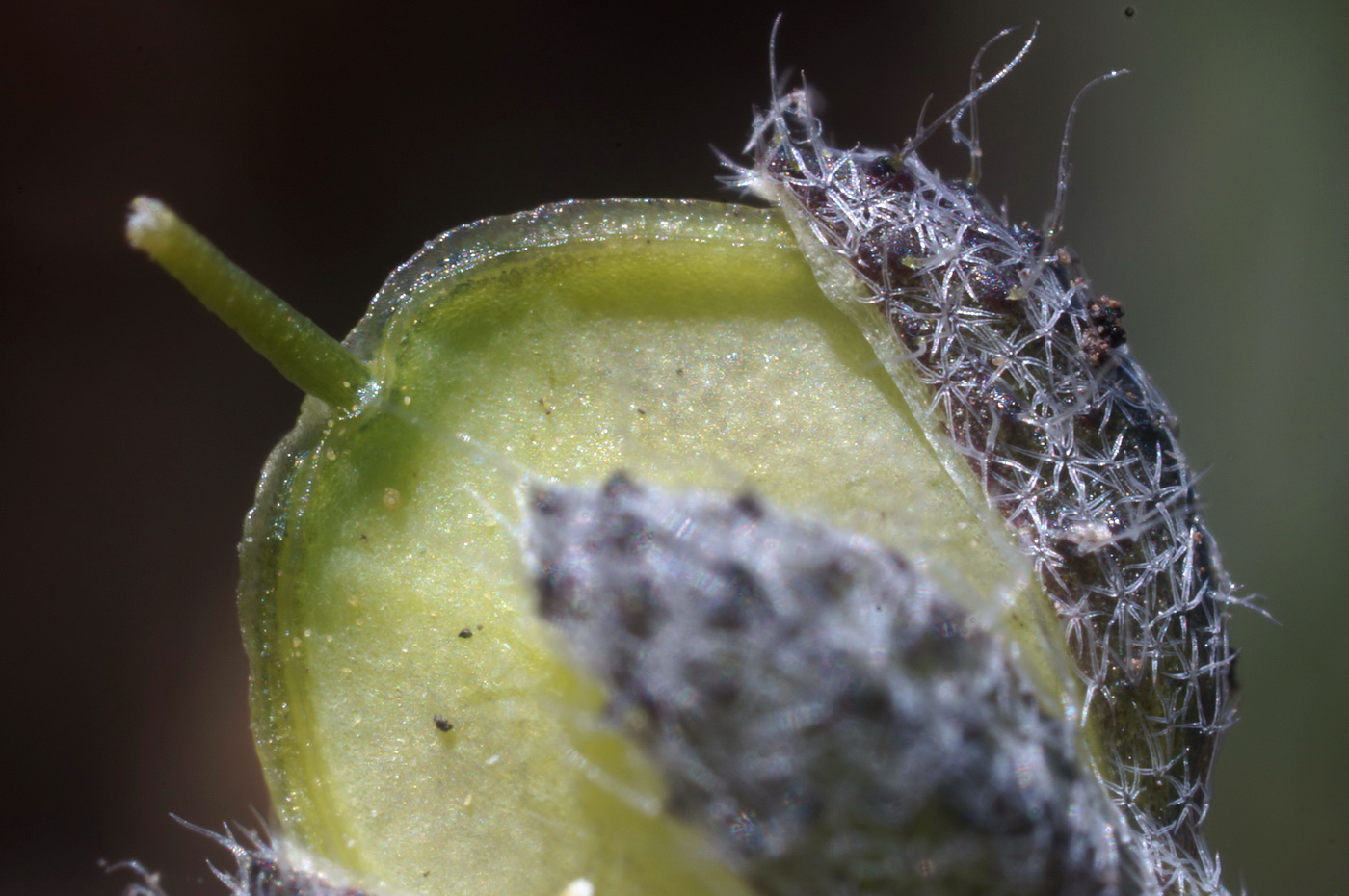 Image of Alyssum smyrnaeum specimen.
