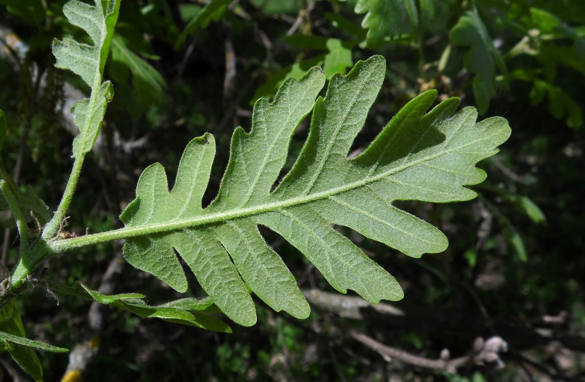 Изображение особи Quercus pubescens.