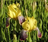 Iris variegata