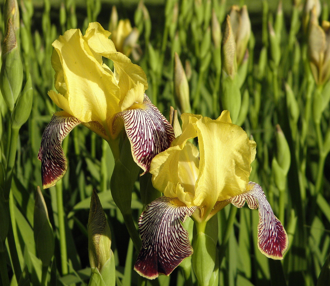 Изображение особи Iris variegata.