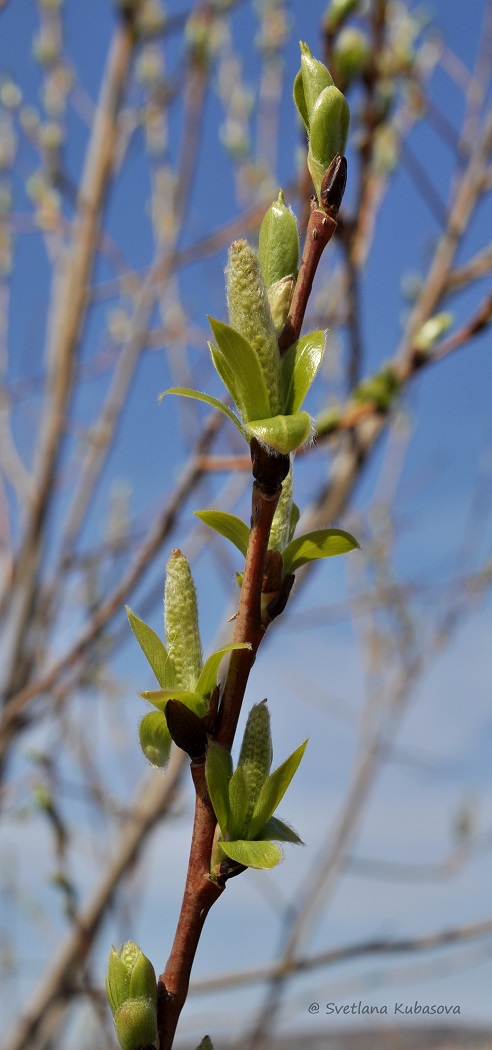Image of Salix lucida specimen.