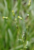 Senecio vulgaris. Верхушка цветущего растения. Санкт-Петербург, двор Санкт-Петербургского гос. университета. 28.07.2009.