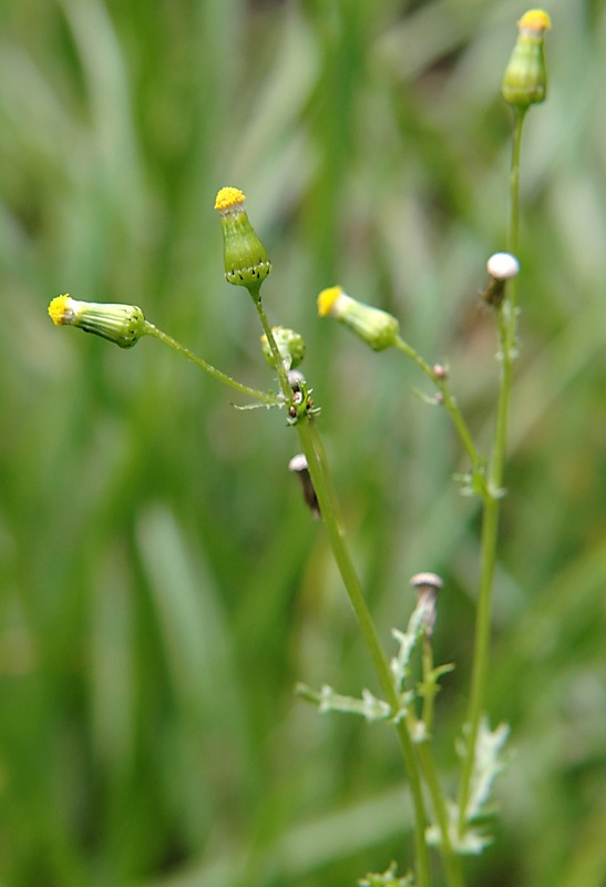 Image of Senecio vulgaris specimen.