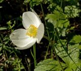 Anemone sylvestris. Цветок. Башкортостан, долина р. Юрюзань ниже г. Усть-Катав, скалы Пороховой горы, разреженный смешанный лес. 10 июня 2017 г.