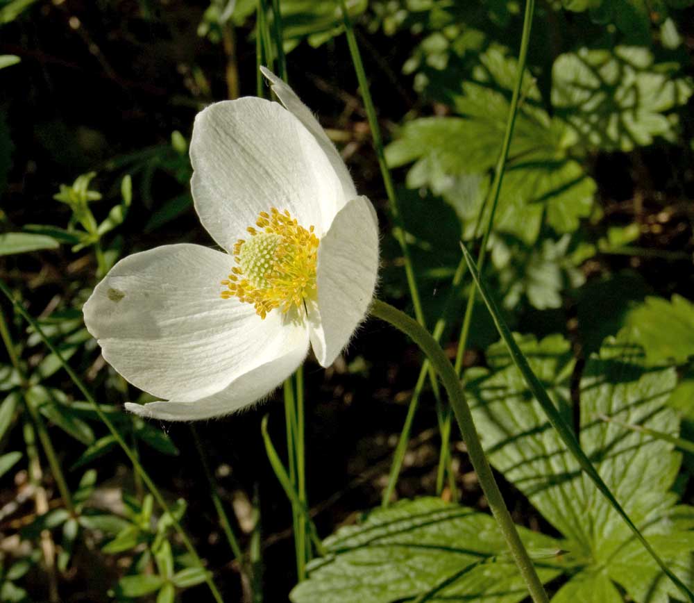 Изображение особи Anemone sylvestris.