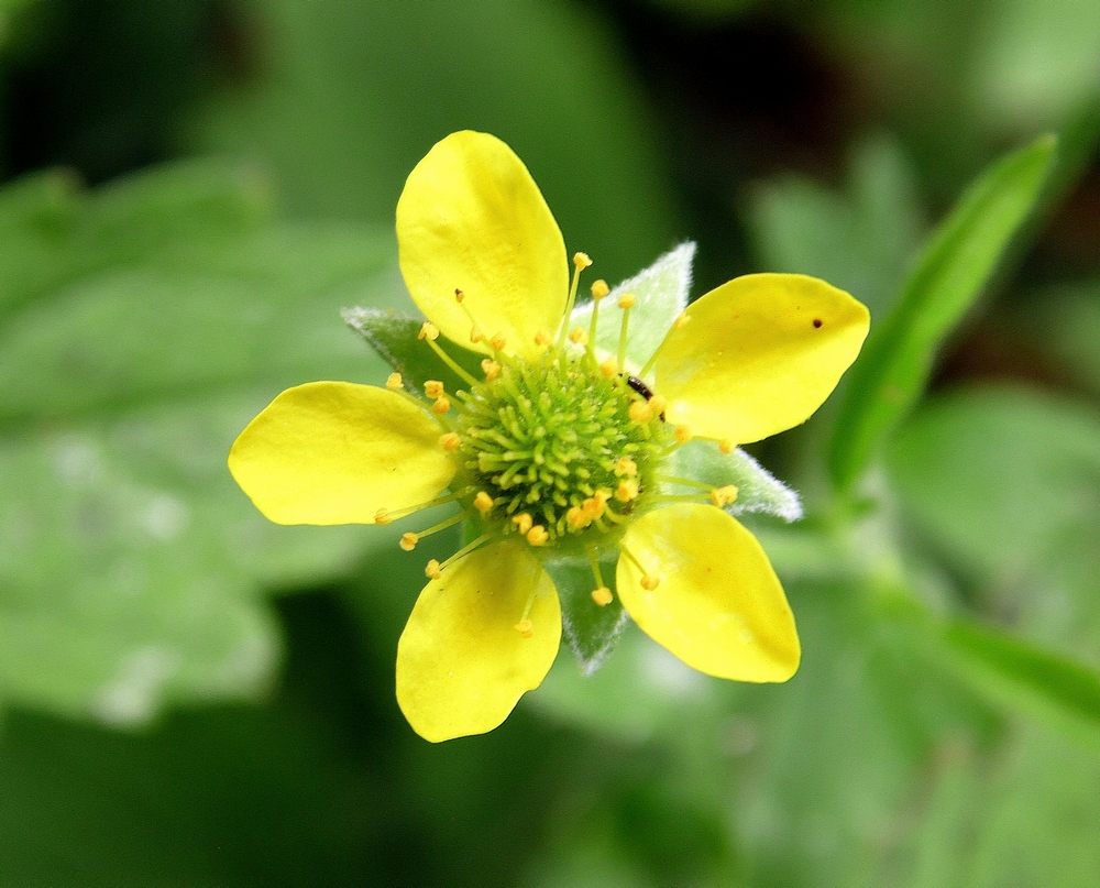 Image of Geum urbanum specimen.