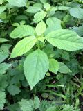 Impatiens parviflora