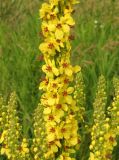 Verbascum nigrum. Часть соцветия. Тамбовская обл., Петровский р-н, окр. с. Покровское, обочина дороги. 15.07.2017.