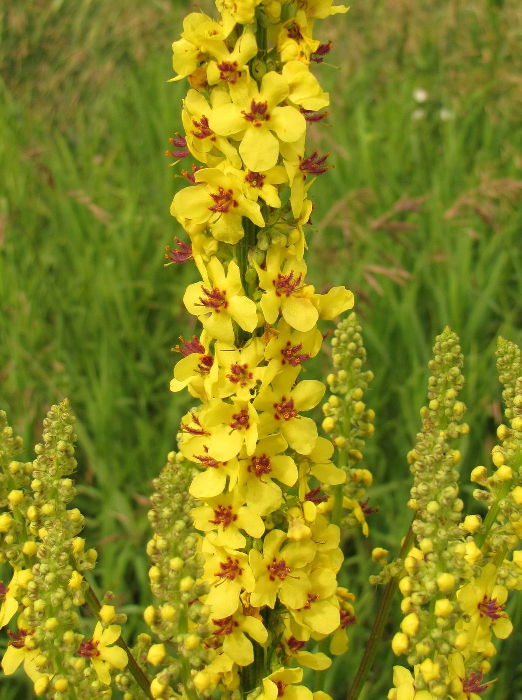 Изображение особи Verbascum nigrum.