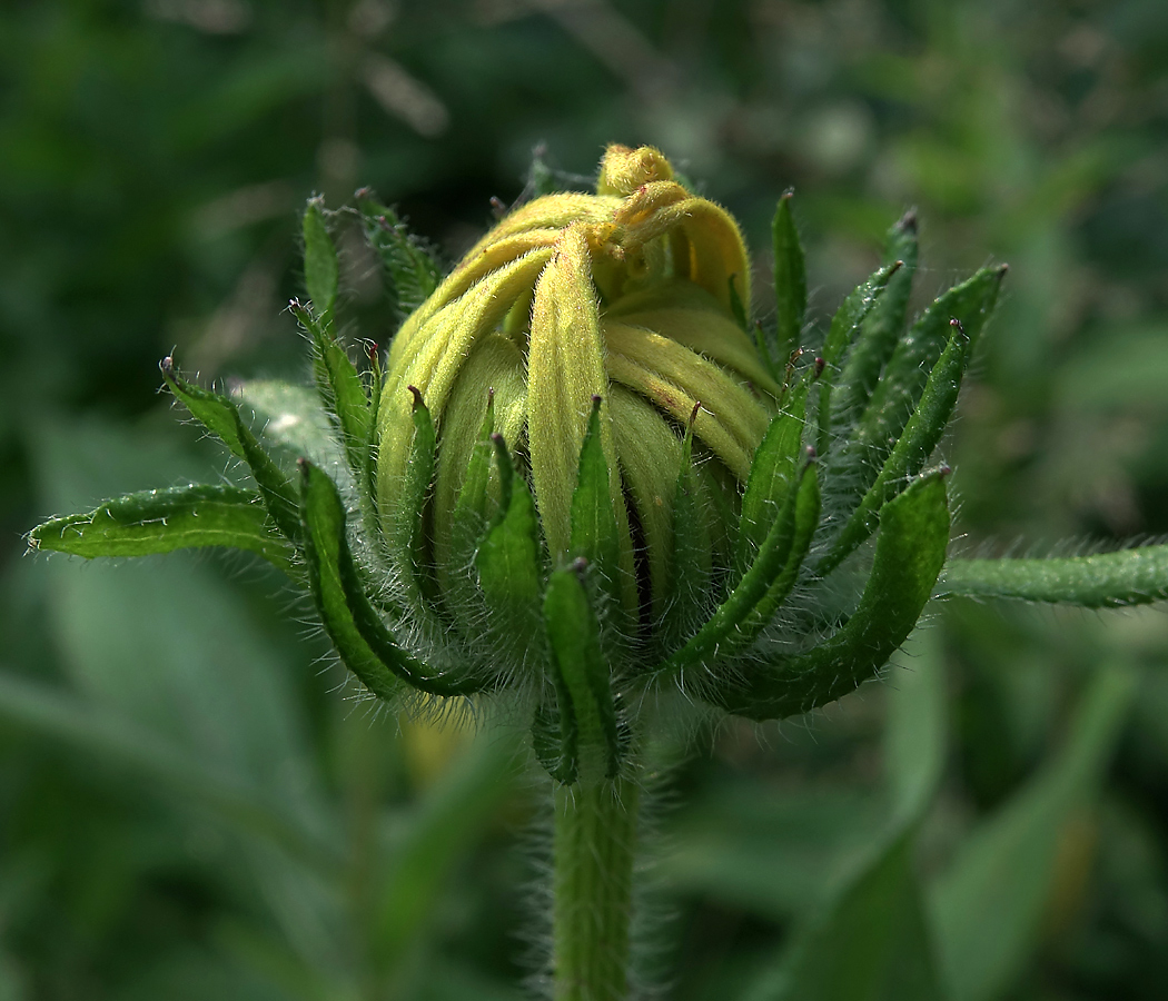 Image of Rudbeckia hirta specimen.