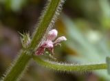 Leonurus quinquelobatus. Часть соцветия. Новосибирск, заросли кустарников. 27.09.2009.