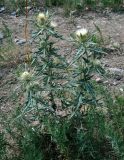 Cirsium turkestanicum. Цветущее растение. Таджикистан, Фанские горы, долина р. Чапдара, ≈ 2500 м н.у.м., сухой склон. 03.08.2017.