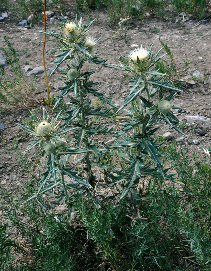 Image of Cirsium turkestanicum specimen.