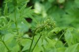 Aruncus dioicus. Верхушка побега с бутонизирующим соцветием. Камчатский край, г. Петропавловск-Камчатский, южный склон горы Раковая, каменноберёзовый лес. 26.06.2016.