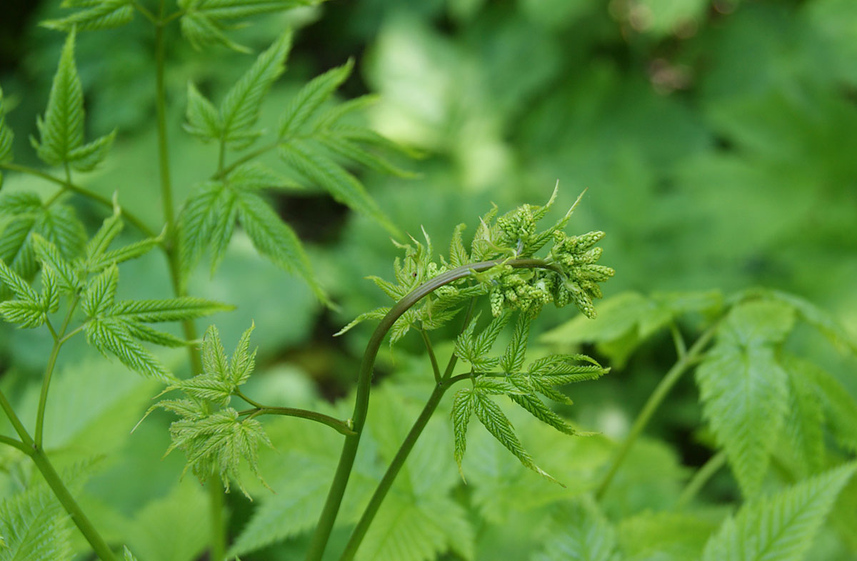 Изображение особи Aruncus dioicus.