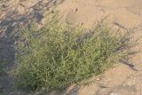 Salsola tragus