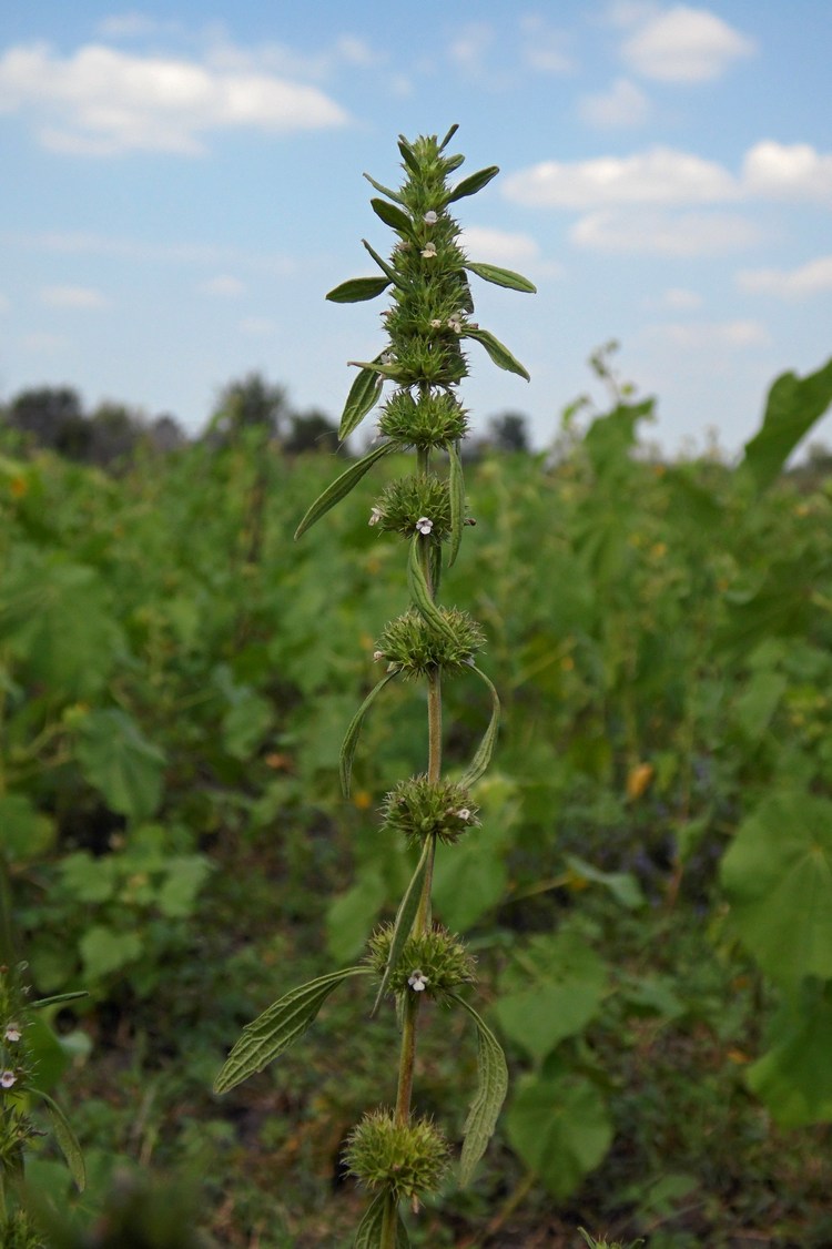 Изображение особи Chaiturus marrubiastrum.