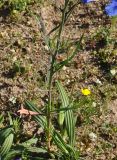 Heliophila coronopifolia
