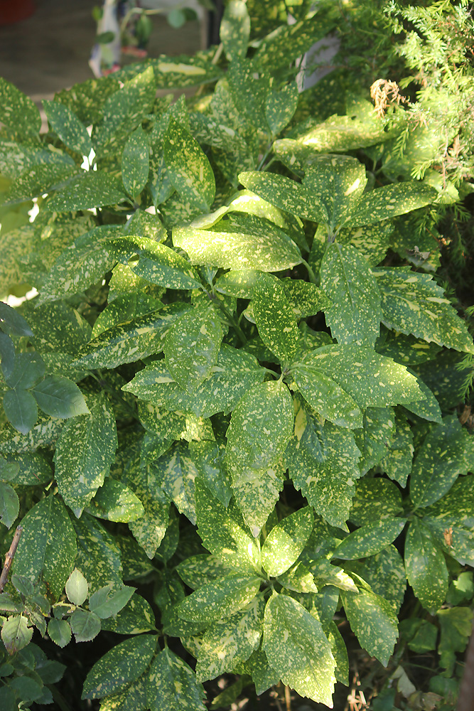 Image of Aucuba japonica specimen.