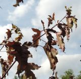 Acer ginnala
