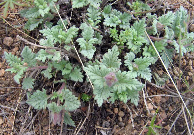 Изображение особи Scutellaria transiliensis.