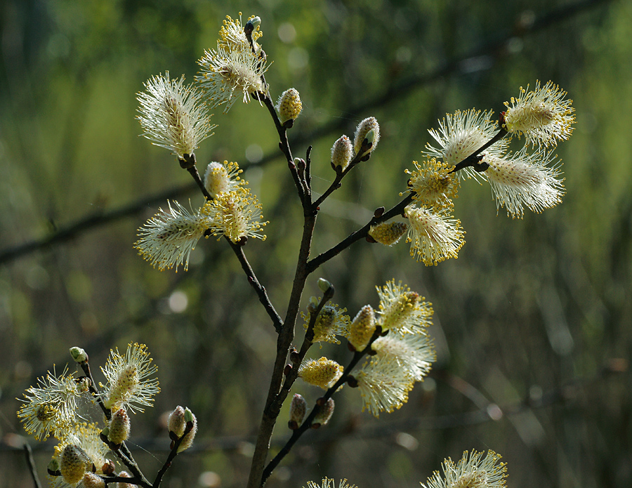 Изображение особи Salix caprea.