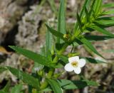 Gratiola officinalis