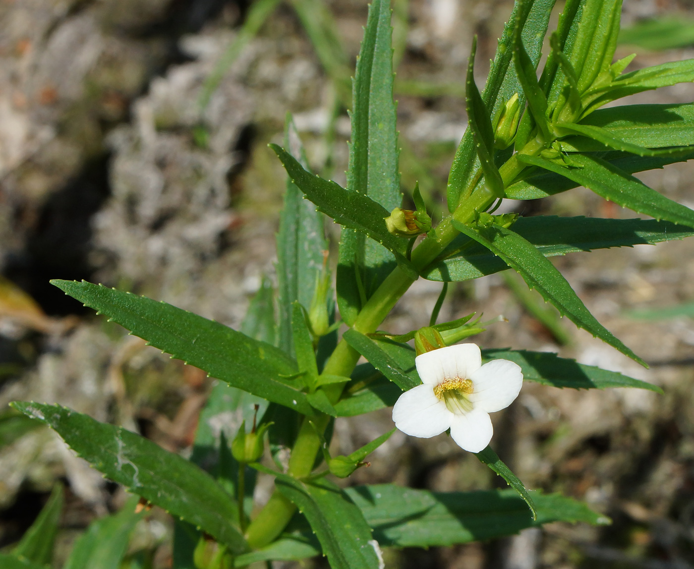 Изображение особи Gratiola officinalis.