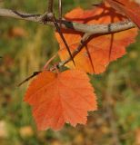 Crataegus submollis