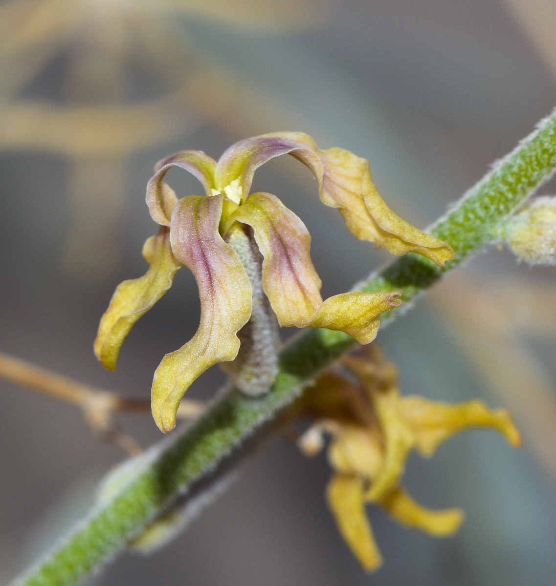 Image of Matthiola arabica specimen.