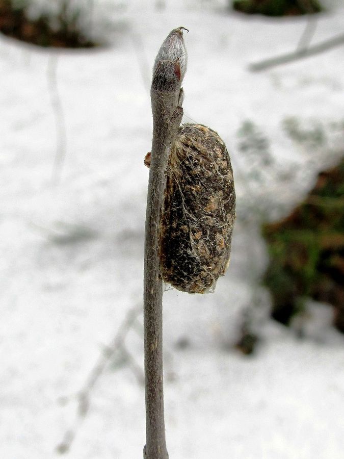 Изображение особи Sorbus aucuparia.