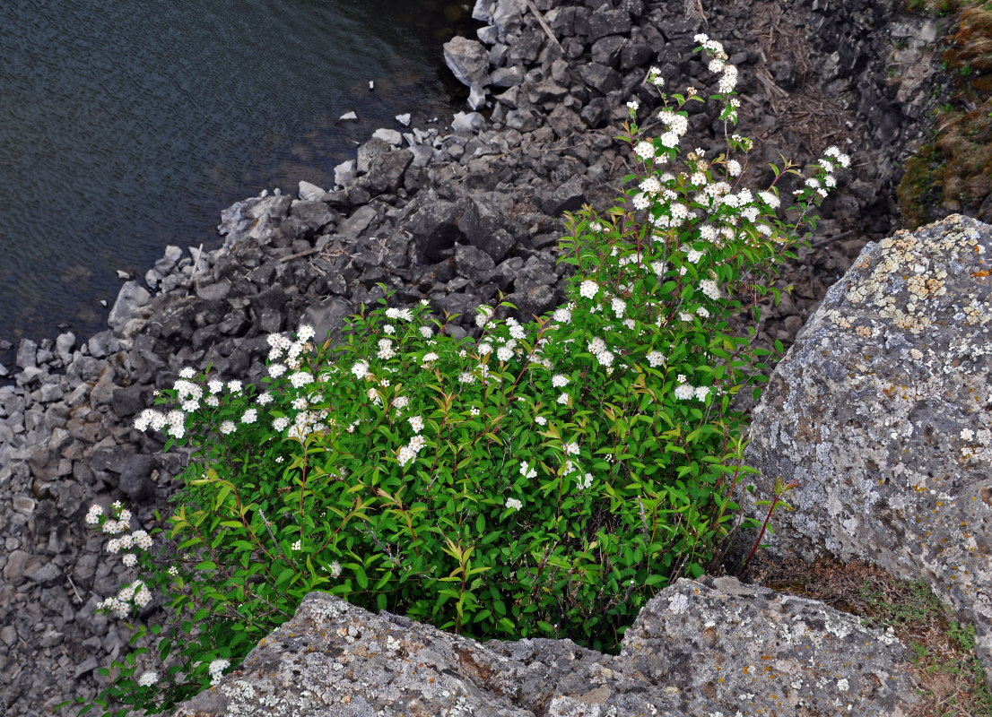 Image of Spiraea flexuosa specimen.