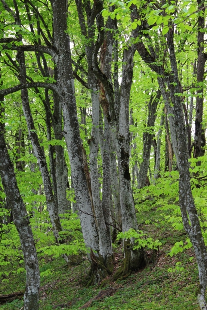 Изображение особи Carpinus betulus.