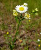 Erigeron annuus. Верхушка цветущего растения. Чувашия, окр. г. Шумерля, за объездной трассой. 24 июня 2008 г.