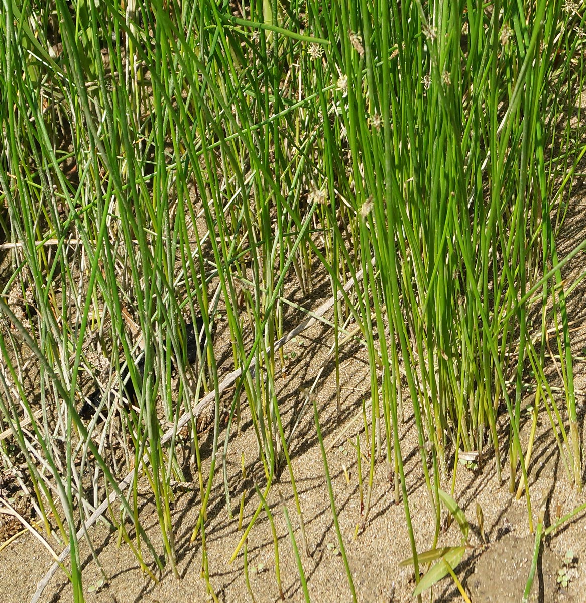 Изображение особи Eleocharis palustris.