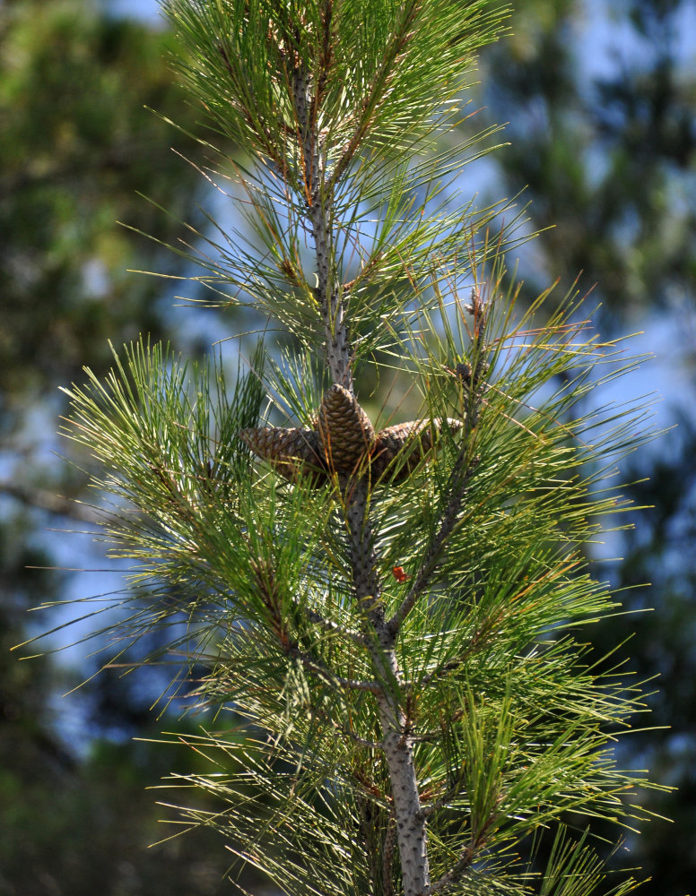 Image of Pinus pityusa specimen.