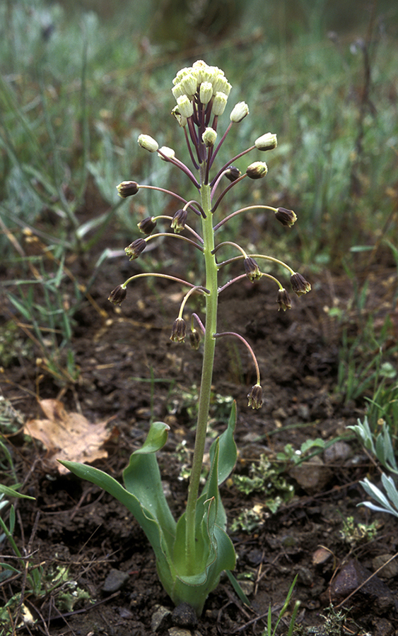 Image of Bellevalia sarmatica specimen.